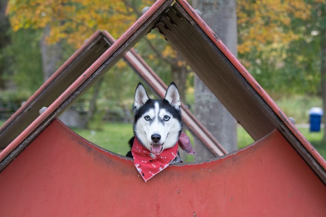 Unique diy dog house ideas