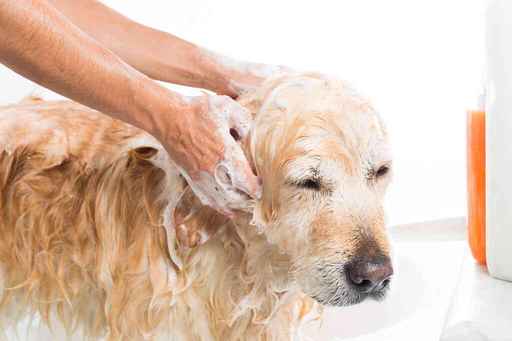 Homemade dog shampoo with castile best sale soap