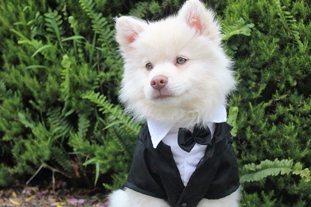 Bow ties and jacket for dogs