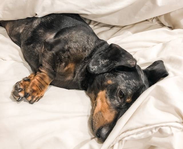 Sick Puppy in Need of Home Remedies for Dogs